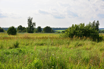 Sunny field with lush green grass, trees and a cloudy sky on a summer day