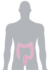 人体の大腸