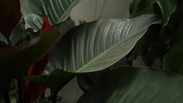 dark green leaves inside a tropical garden, nature scene, dark green foliage