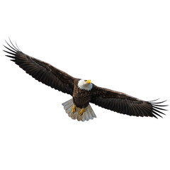 Obraz premium American Bald Eagle in Motion transparent background Generative Ai