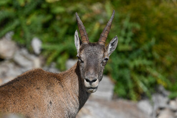 Ibex in the high mountains in August in the foreground