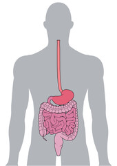 人体の消化器官