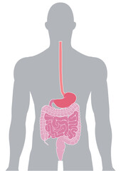 人体の消化器官