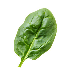 Fototapeta premium Fresh Raw Green Spinach Leaf Vegetable Isolated