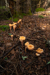 Trumpet shaped mushrooms on woodland floor