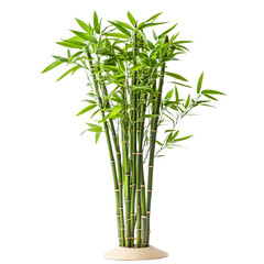 Professional Bamboo Indoor Plant Isolated on White Background