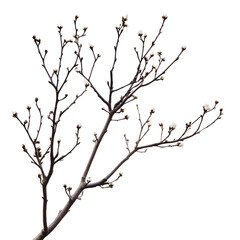 Bare Tree Branch with Buds Isolated on White Background