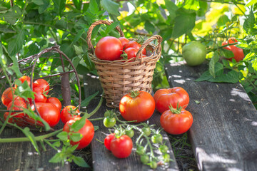 harvest of  tomatoes in a basket placed on a plank in front of  leaf  in a vegetable garden