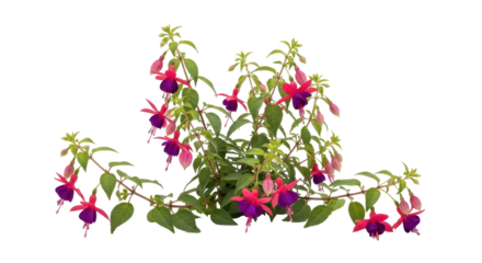 Isolated magenta pink fuchsia flowers, delicate petals, beautiful natural plant, garden decor