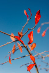 Vibrant autumn leaves sway on a branch against a clear blue sky during a sunny day in the park