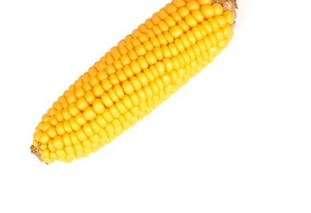 Fresh corn on the cob, kernels plump and golden, isolated on pure white background,  harvest,  still life