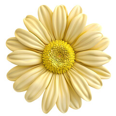 Isolated Yellow Daisy Flower 