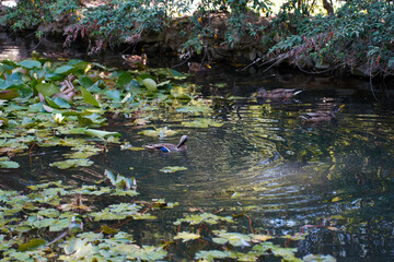 water lilies and ducks on a pond close-up