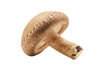 Isolated shiitake mushroom, a delicious, wholesome and nutritious ingredient for healthy cooking