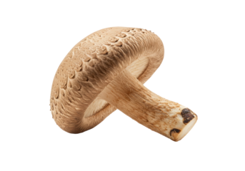 Isolated shiitake mushroom, a delicious, wholesome and nutritious ingredient for healthy cooking