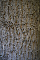 close up of the tree bark texture