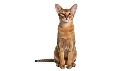 Isolated Abyssinian cat sitting with bright expressive eyes in studio, attentive gaze