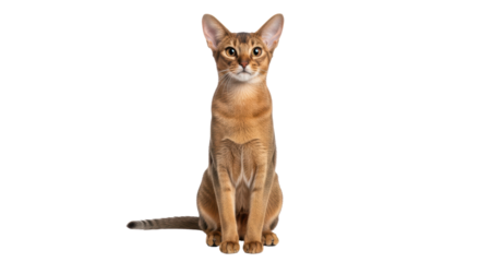 Isolated Abyssinian cat sitting with bright expressive eyes in studio, attentive gaze