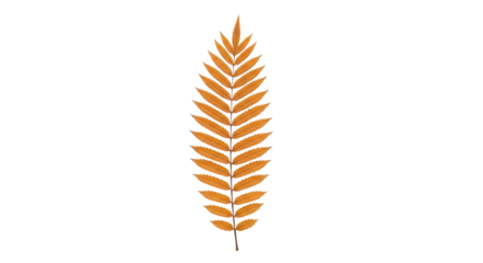 Isolated autumn rowan leaf of reddish-brown color, autumnal foliage, cut out seasonal object