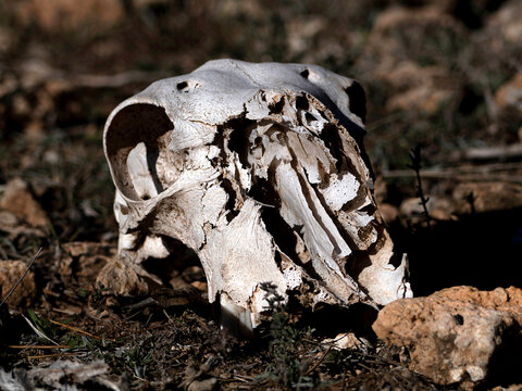 Calavera oveja sobre suelo pedregoso