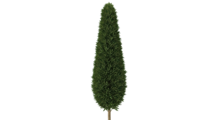 Isolated evergreen thuja tree with natural conic shape for landscaping design use