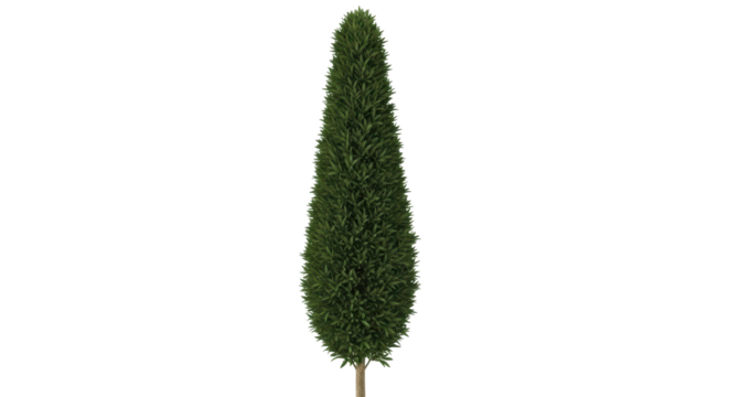 Isolated evergreen thuja tree with natural conic shape for landscaping design use