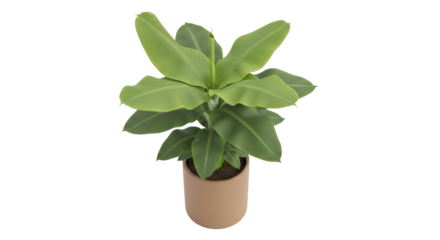 Isolated Banana Plant in Pot for Tropical Interior Design and Home Decor Ideas, Close Up
