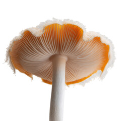 majestic lions mane mushroom isolated on white background