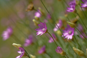 Purple flowers in bloom against a soft green backdrop, capturing the essence of nature.