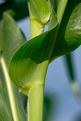 Detailed view of a corn plant showcasing the vibrant green leaves and texture.