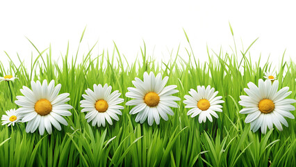 A vibrant row of daisy flowers blooming amidst lush green grass, creating a picturesque spring scene isolated on transparent background