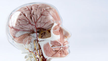 Intricate view of a transparent human skull revealing detailed brain and nerve structures