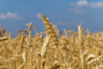 A beautiful field of golden wheat ready for harvest under a blue sky.