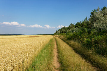 A scenic path winds through a golden wheat field under a vast blue sky during summer.