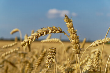 Close-up shot of ripe wheat stalks in a sunny field, ready for harvest.