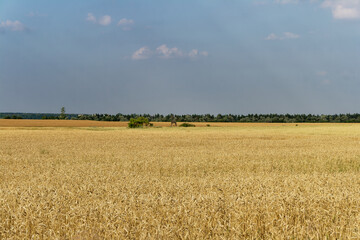 A sprawling golden wheat field stretches toward the distant treeline under a cloudy sky.