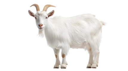 A playful white goat standing against a white isolated background.