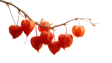 Bright orange lantern plants hanging on a branch, isolated on a white background.