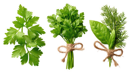 Three bunches of fresh green herbs tied with twine isolated on transparent background