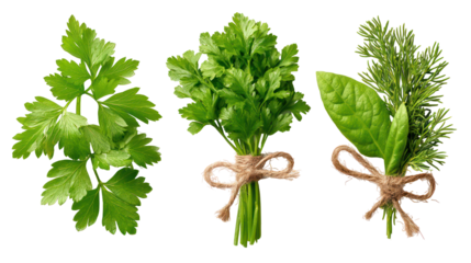 Three bunches of fresh green herbs tied with twine isolated on transparent background