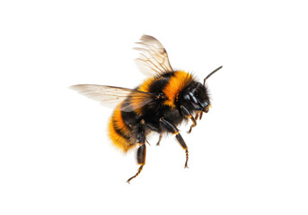 Isolated fuzzy bumblebee in flight, furry body with orange and black stripes, winged insect