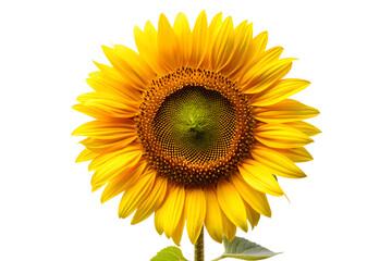 Obraz premium Closeup of a bright yellow sunflower isolated on transparent background, showcasing its vibrant petals and intricate center details