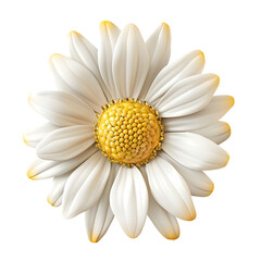 Isolated White Daisy Flower with Yellow Center