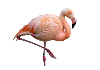 Isolated Caribbean flamingo stands gracefully on one leg in a full-body studio shot