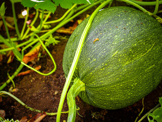Ripening Pumpkin on Vine in Autumn Garden