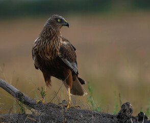 Obraz premium Aguilucho lagunero macho 