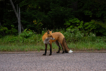 Close up of a beautiful red fox in the wild