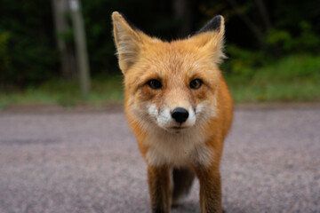 Close up of a beautiful red fox in the wild
