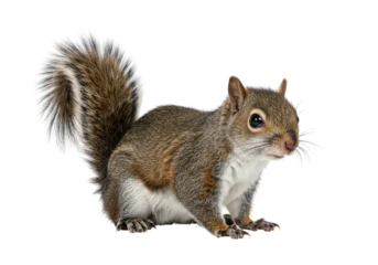 Fototapeten Eichhörnchen Isolated Squirrel posing looking to the right side, in natural studio lighting portrait  © Mia