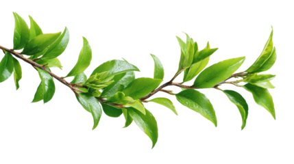 Green branch with vibrant leaves, isolated on white background.